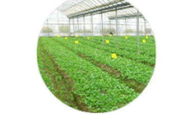 農(nóng)產(chǎn)品質(zhì)量安全追溯系統(tǒng)在深圳網(wǎng)站建設推廣中的關鍵作用——以食用油為例